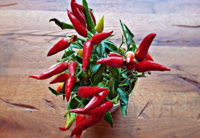 Röd chilipeppar
