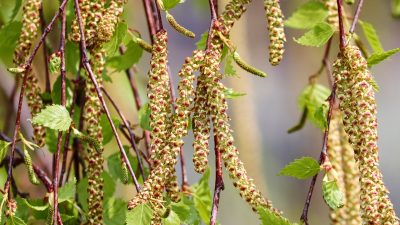 En blommande björk.