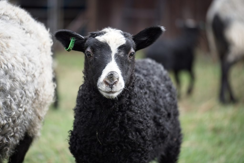Närbild på ett svart och vitt lamm