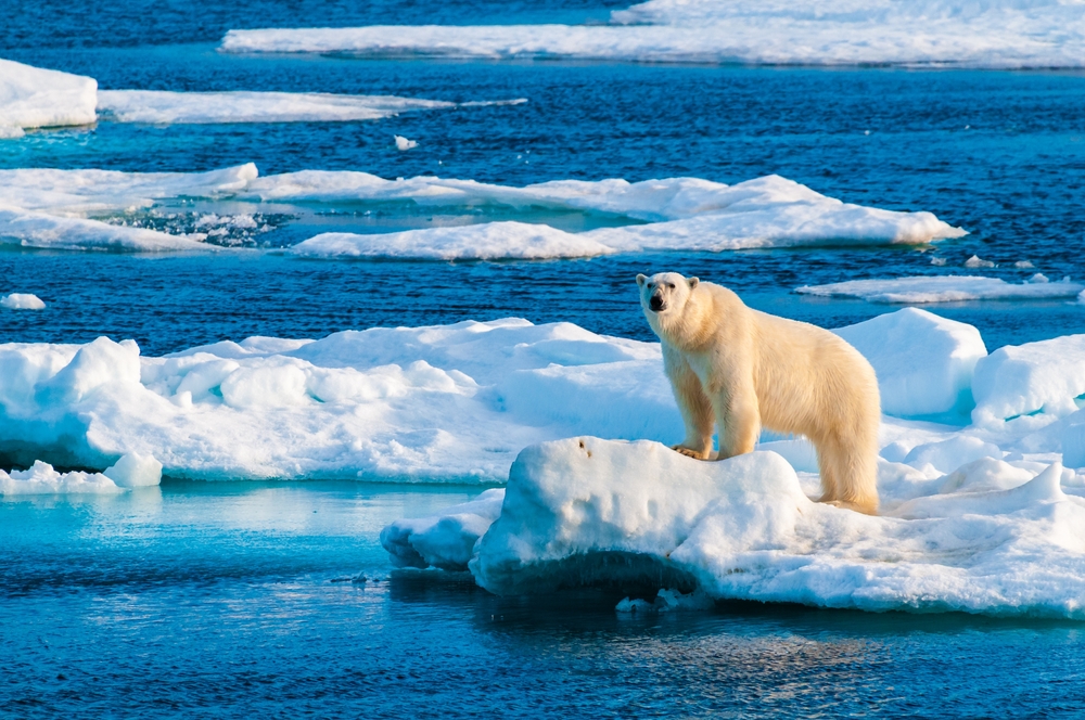 Isbjörn